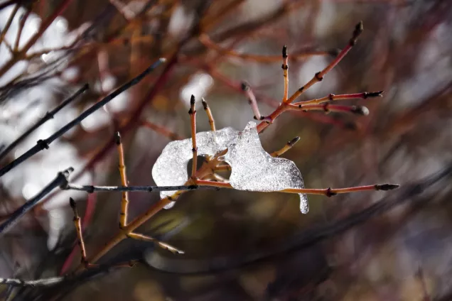 ice on branch. Picture taker by Camilla Lekebjer