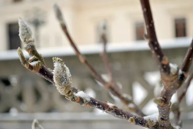 Frosty buds of magnolia with the main university building in the background