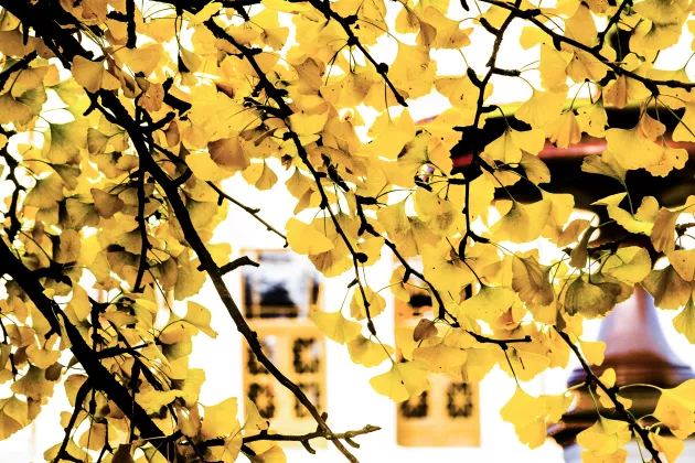 Branches with yellow leaves obscuring the University Main Building in the background. Photo by Kennet Ruona.