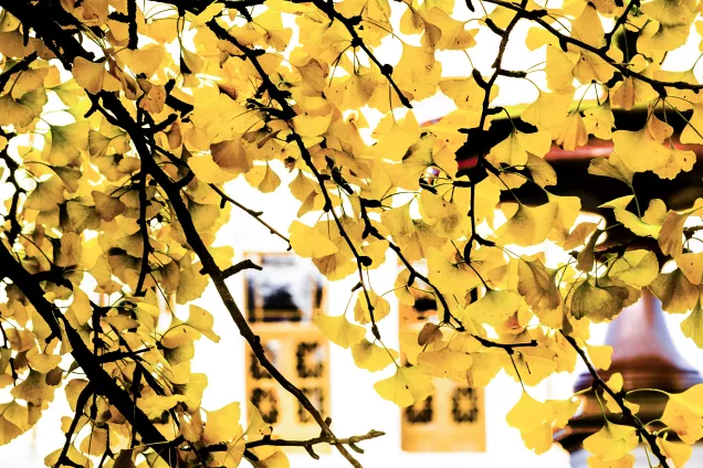 Branches with yellow leaves obscuring the University Main Building in the background. Photo by Kennet Ruona.