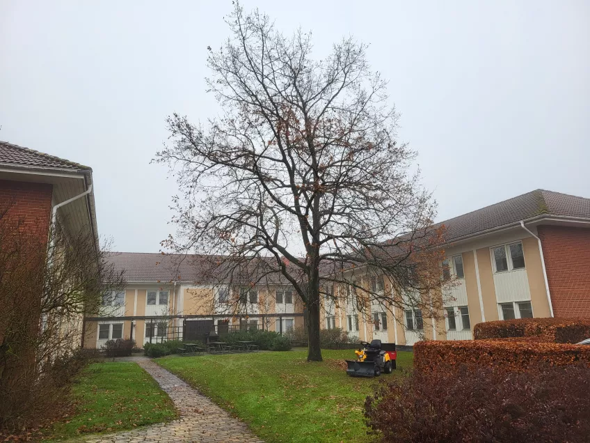 A U-shaped two-story, red and yellow, brick building with a leafless tree in the central courtyard. Photo: Mikko Jokela Måsbäck